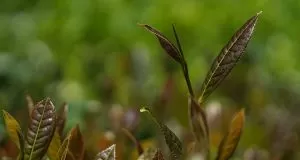 Khasiat White Tea, Teh Termahal dari Indonesia
