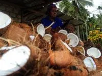 Peneliti Indonesia Ubah Minyak Kelapa Jadi Bahan Bakar