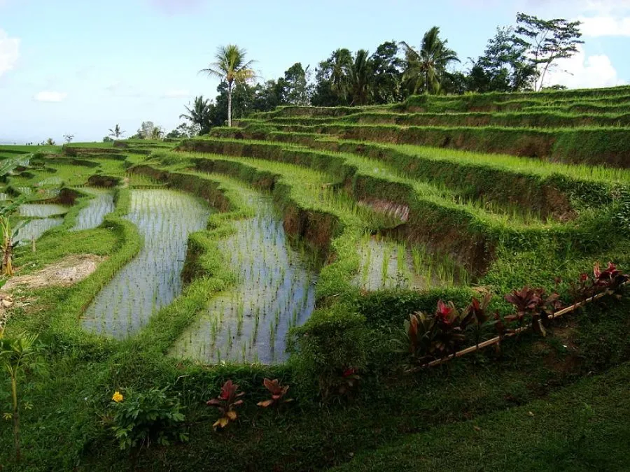 Subak, Warisan Budaya dan Sistem Pengelolaan Air Masyarakat Bali