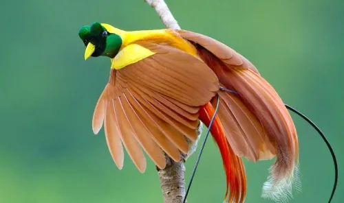 Cenderawasih, Burung Surga yang Terancam di Tanah Papua