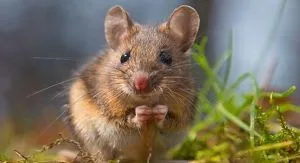 5 Cara Alami Mengusir Tikus dari Rumah