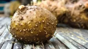 Porang, Kaya Manfaat dan Memiliki Nilai Ekonomis Tinggi