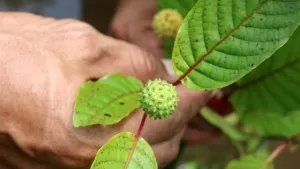 Kontroversi Ekspor Kratom: Kemendag Belum Atur Larangan, Tunggu Hasil BNN dan Kemenkes