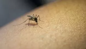Tips Cara Mengusir Nyamuk Secara Alami Tanpa Menggunakan Obat