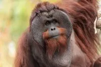 Orangutan, Primata Endemik Nusantara yang Terancam Punah