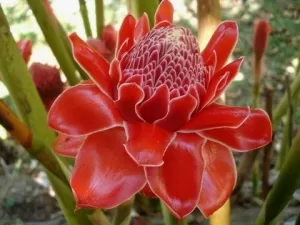 Kecombrang, Rempah Asli Nusantara. Banyak Manfaat dan Khasiat