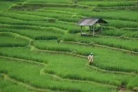 HKTI Sambut Positif Rencana Pemutihan Utang Petani