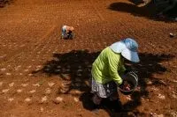 Harga Bawang Merah Tinggi di Beberapa Daerah Luar Jawa
