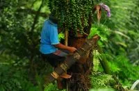 Pohon Enau atau Aren, Sumber Kehidupan yang Kaya Manfaat