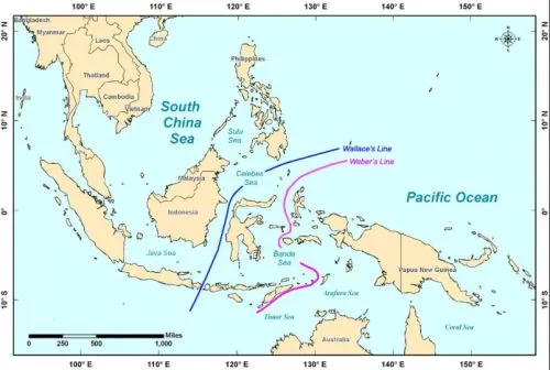 Garis Wallacea dan Garis Weber: Memahami Batas Biogeografis di Indonesia