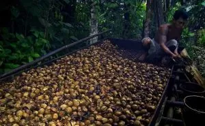 Tengkawang, Pohon yang menjadi Identitas Flora Kalimantan Barat
