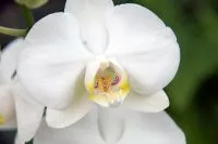 Anggrek Bulan, Melodi Keindahan Flora Nusantara