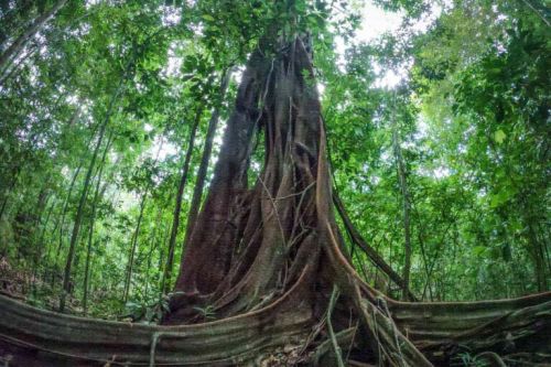 Pohon di hutan tropis terancam hilang akibat perubahan iklim