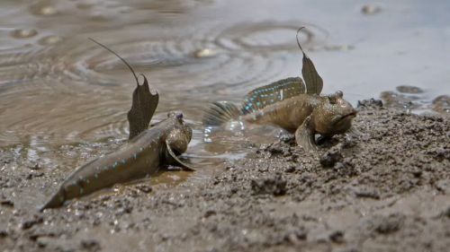 Ikan gelodok (tembakul) atau mudskipper  ini bisa bertahan sampai 7-8 menit di darat.