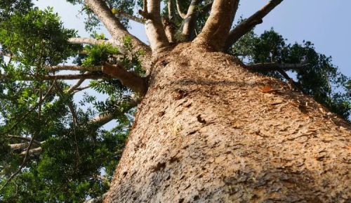 Pohon Damar, Flora Asli Indonesia dengan Sejuta Manfaat