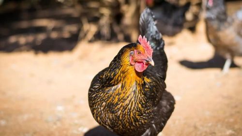 Ayam KUB adalah ayam Kampung Unggul yang merupakan hasil seleksi dari rumpun ayam kampung selama 6 generasi. Kriteria seleksi yang dilakukan adalah peningkatan produksi telur dengan mengurangi sifat mengeram.