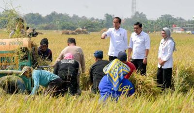 Presiden Joko Widodo mengecek langsung kegiatan panen raya di Kecamatan Sukra, Kabupaten Indramayu, Provinsi Jawa Barat, pada Jumat pagi, 13 Oktober 2023